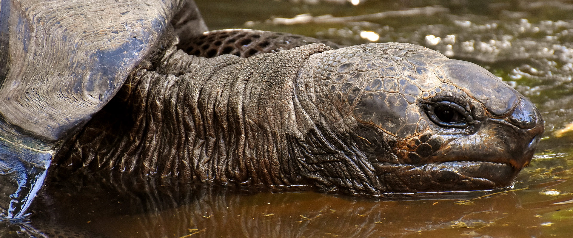 CR Nationalpark Tortuguero. Slider II