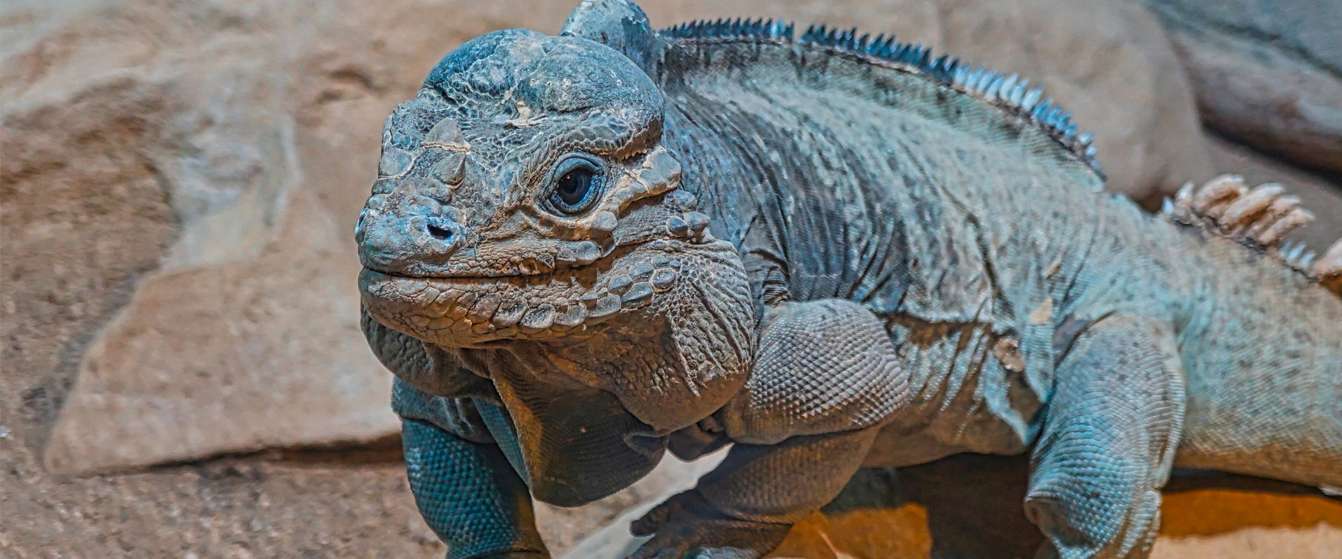DO Lago-Enriquillo.-Iguana_slider.jpg